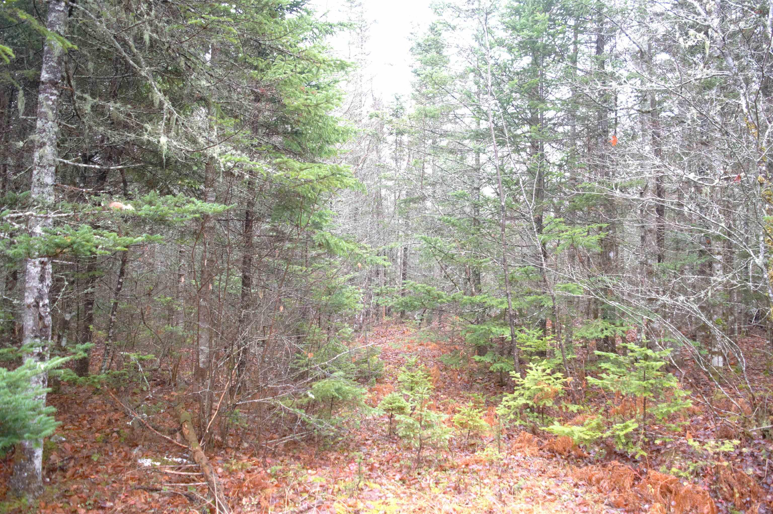 $99,900.00: 1300 Corkum And Burns Road, Black River