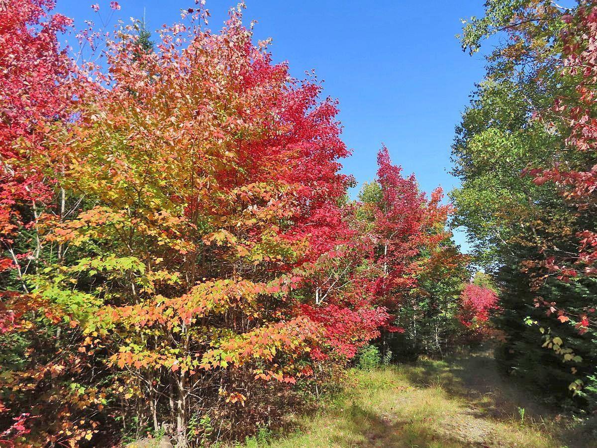 $159,000.00: 128.5 Acres West Side Road, West Side Country Harbour