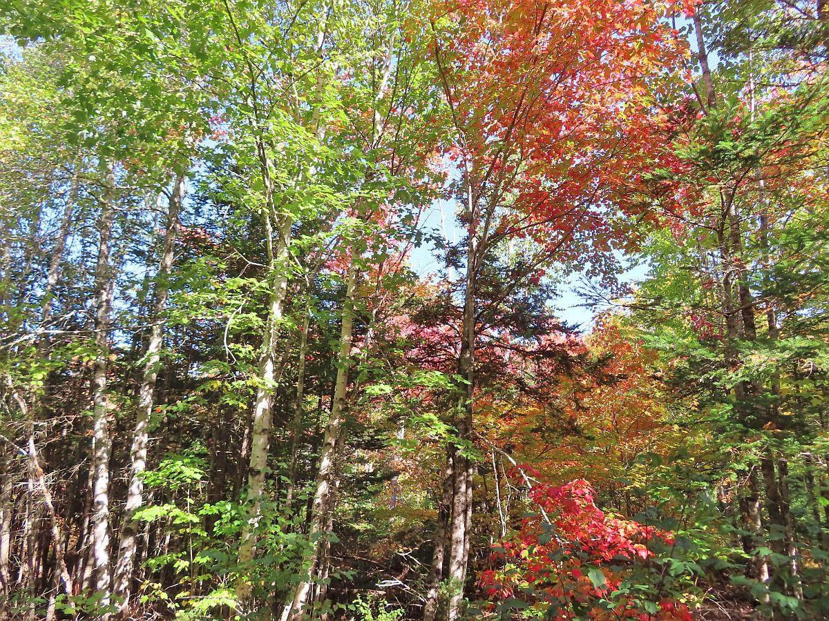 $159,000.00: 128.5 Acres West Side Road, West Side Country Harbour