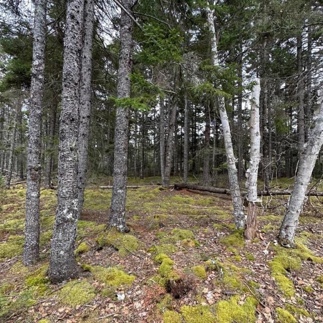 $299,000.00: Lot 8 Fire Cove Road, Feltzen South