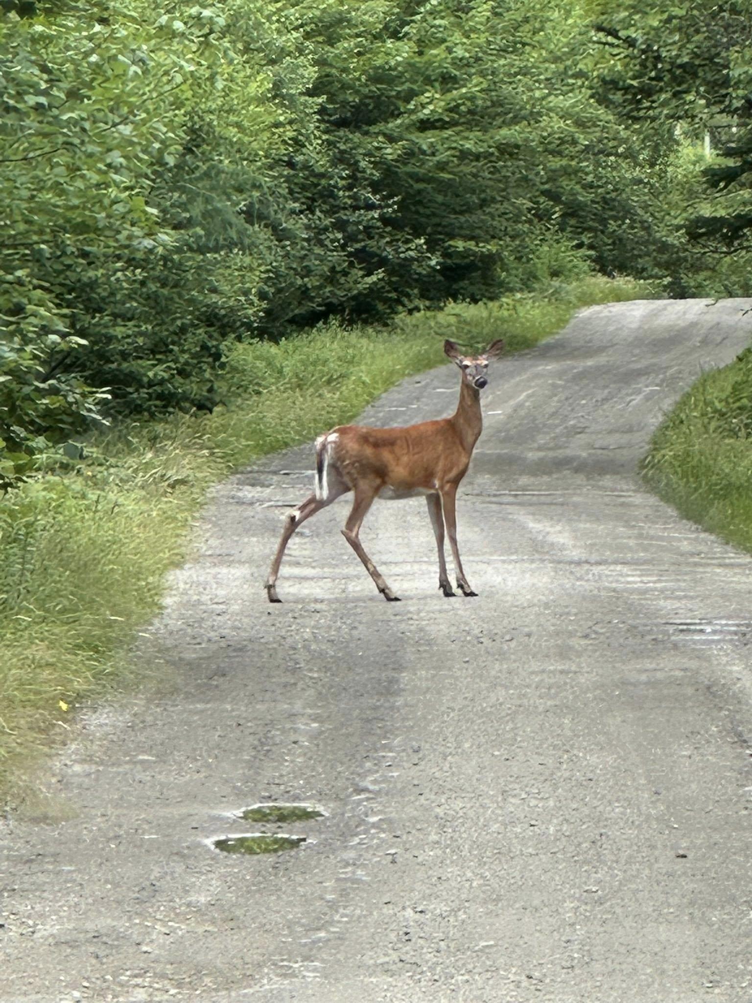 $375,000.00: 616 Lac A Pic Road, Quinan
