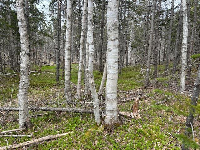 $100,000.00: Cabot Trail, Indian Brook