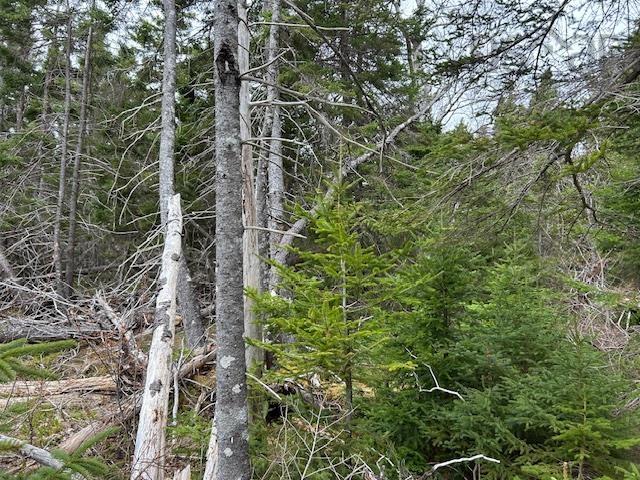 $100,000.00: Cabot Trail, Indian Brook