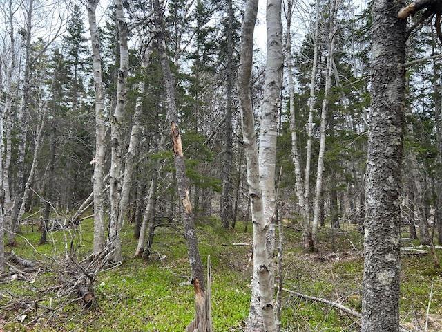 $100,000.00: Cabot Trail, Indian Brook