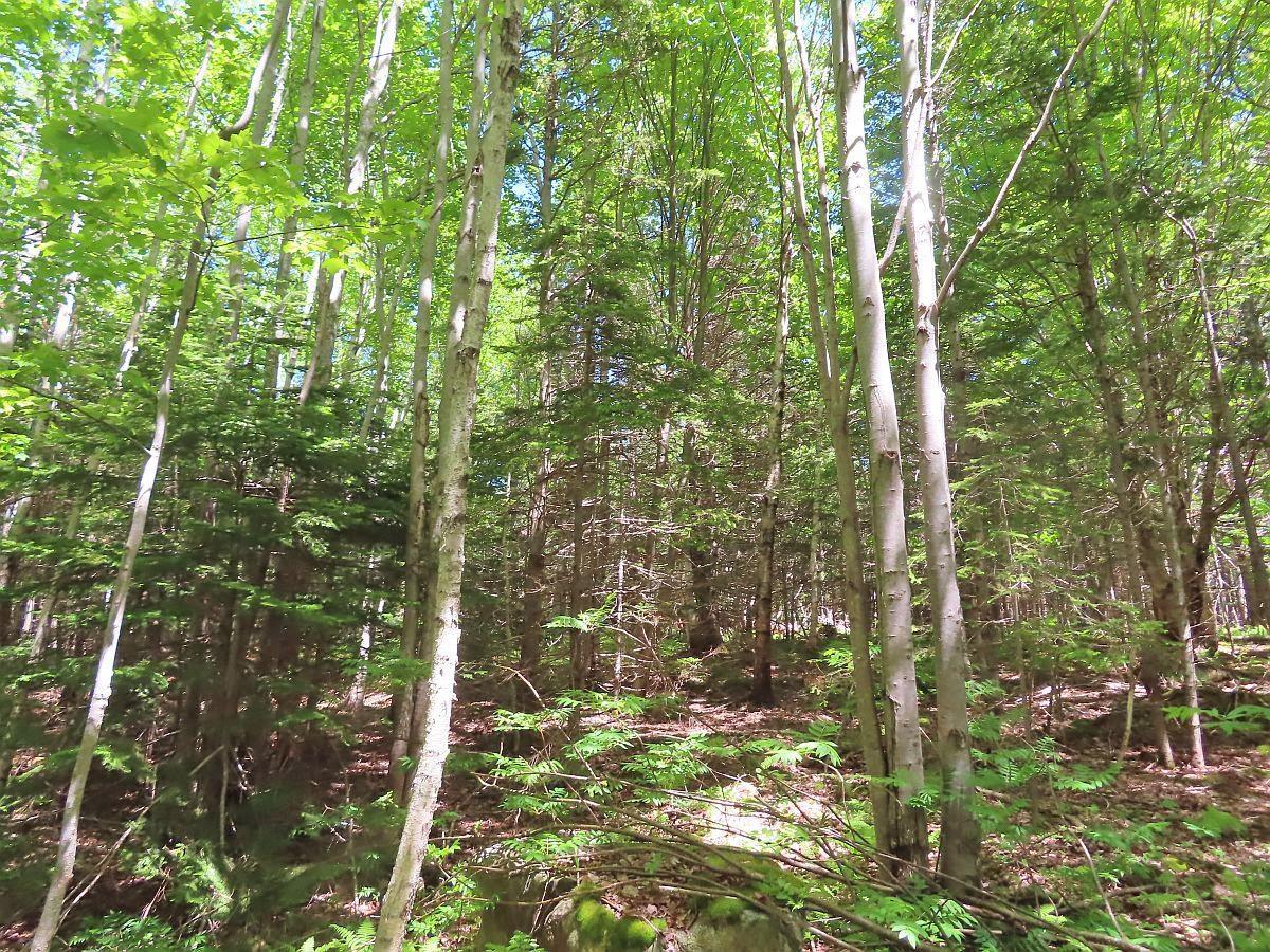 $32,500.00: Lot 13 Belle View Lane, Malagawash