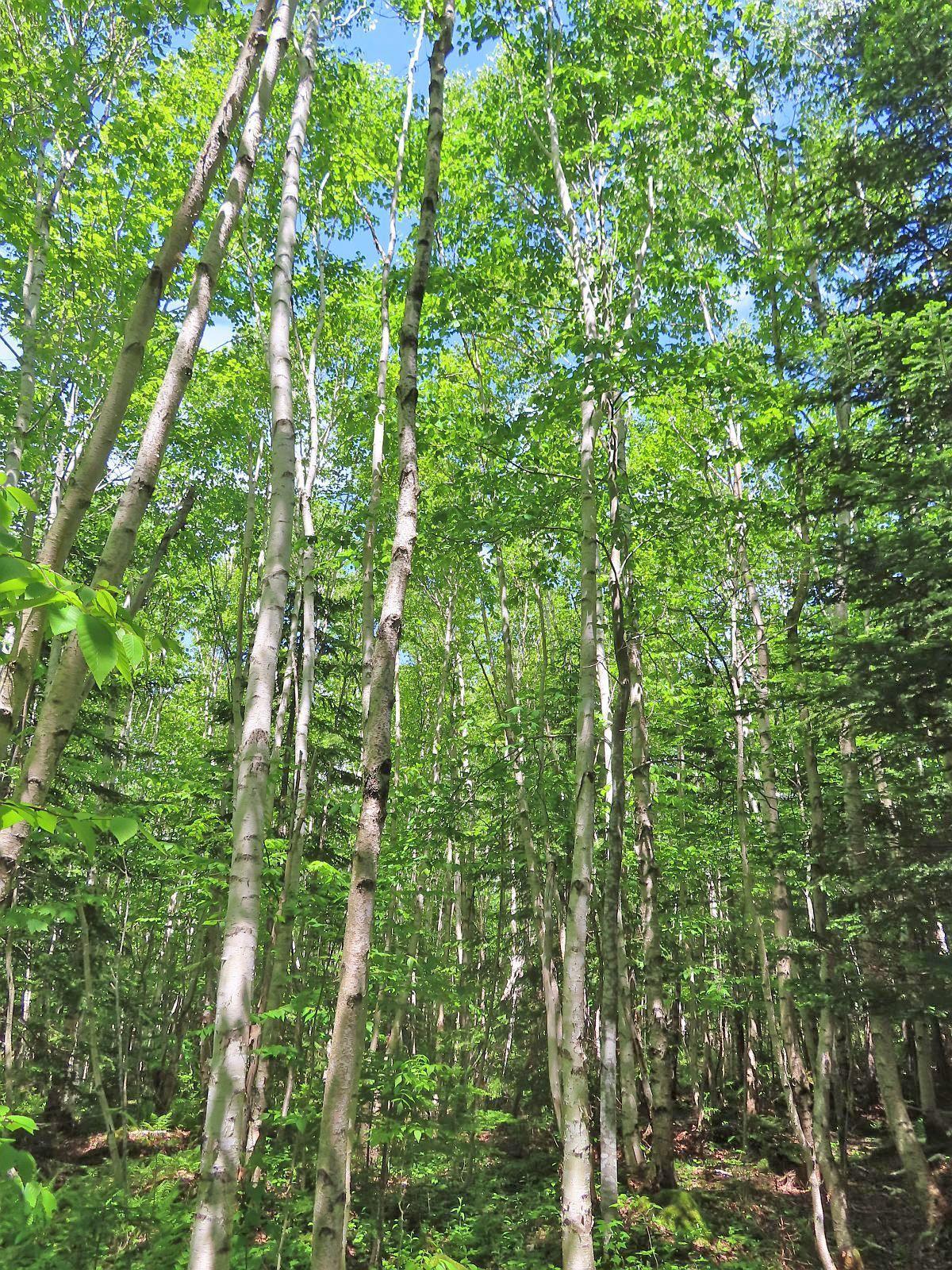 $32,500.00: Lot 13 Belle View Lane, Malagawash