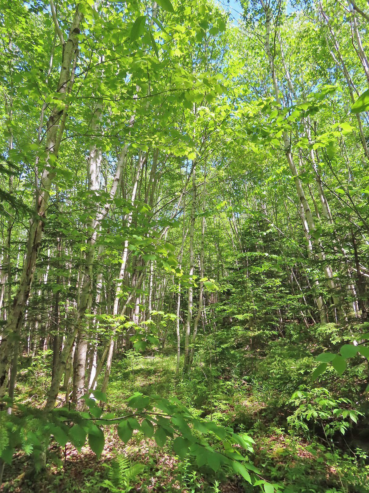 $32,500.00: Lot 13 Belle View Lane, Malagawash