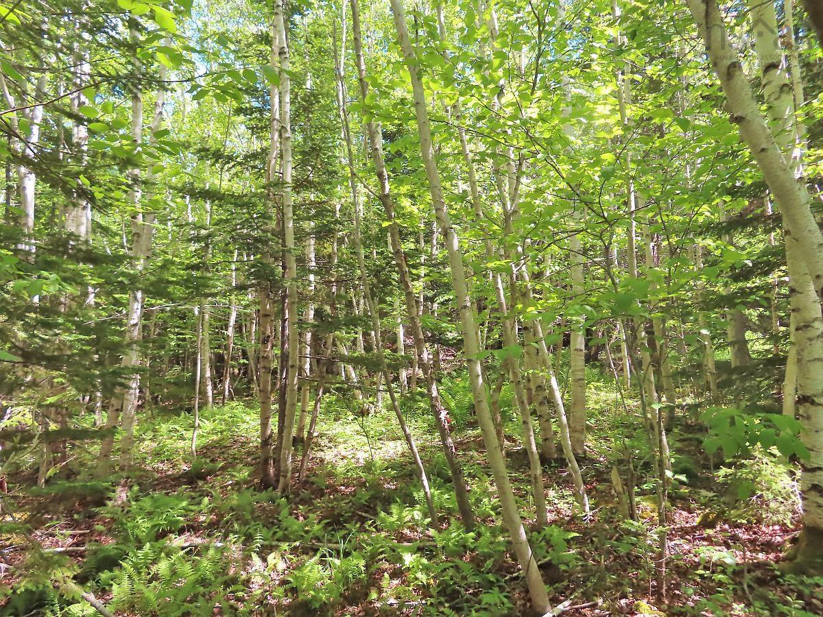 $32,500.00: Lot 13 Belle View Lane, Malagawash