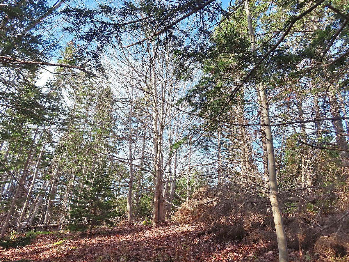 $95,000.00: 46 Acres Washabuck Road, Lower Washabuck