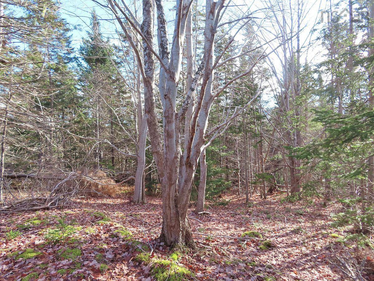 $95,000.00: 46 Acres Washabuck Road, Lower Washabuck