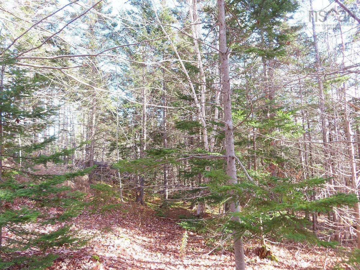 $95,000.00: 46 Acres Washabuck Road, Lower Washabuck