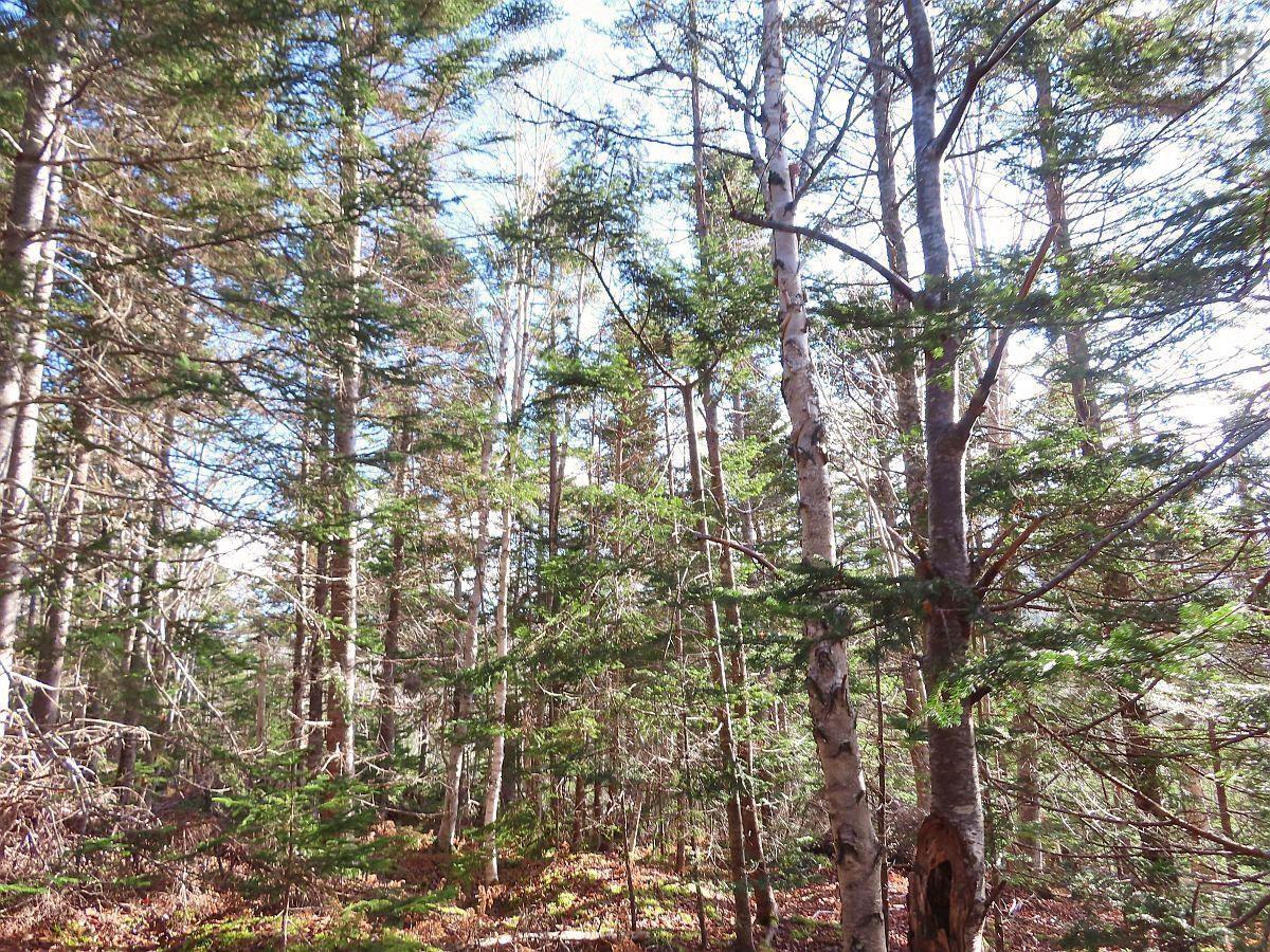 $95,000.00: 46 Acres Washabuck Road, Lower Washabuck