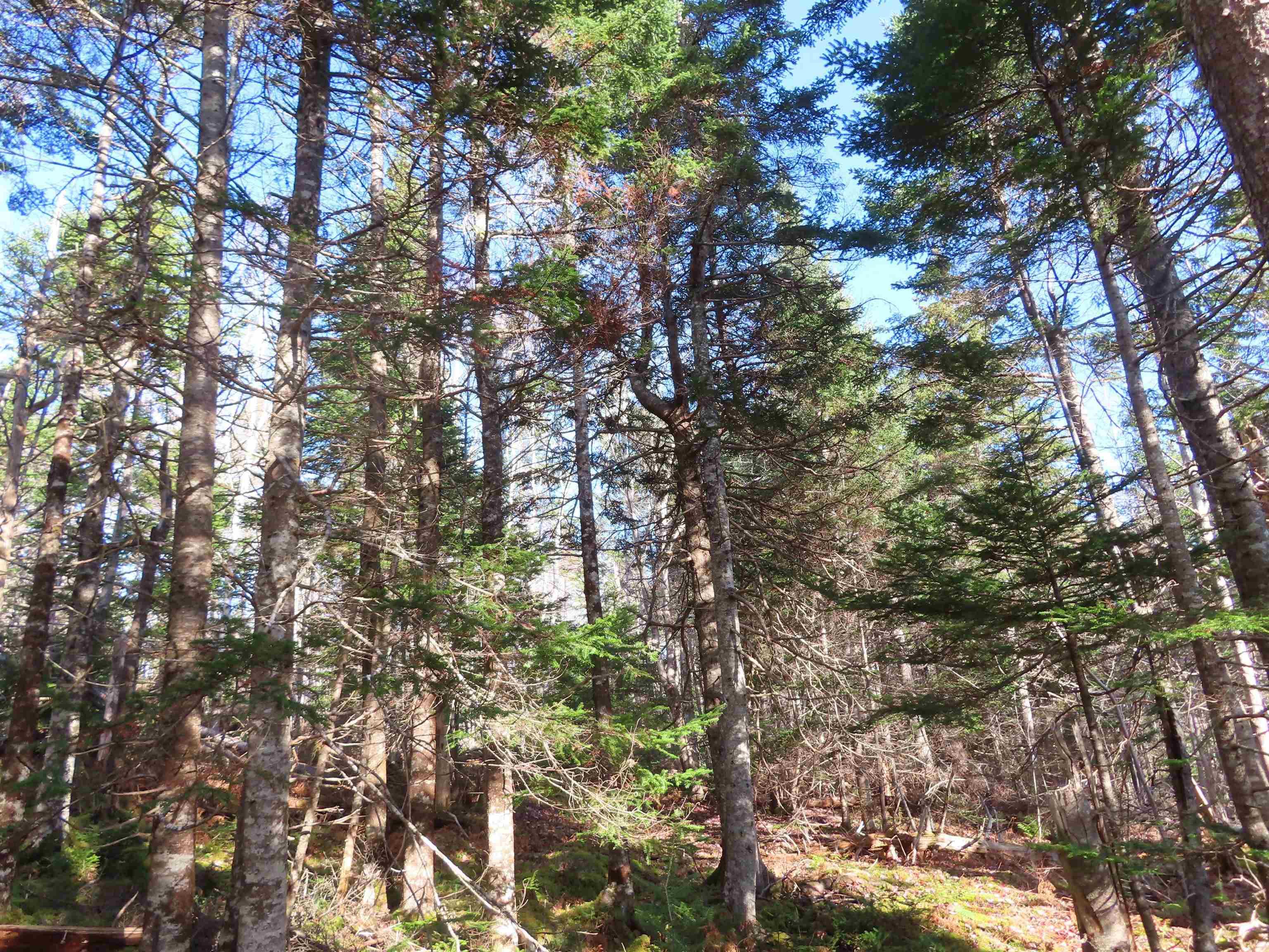 $95,000.00: 46 Acres Washabuck Road, Lower Washabuck
