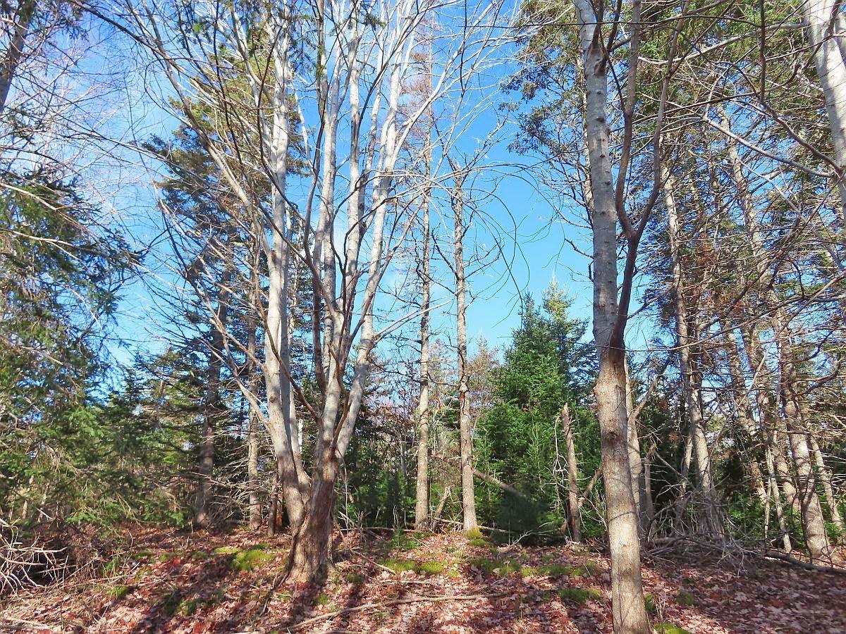 $95,000.00: 46 Acres Washabuck Road, Lower Washabuck
