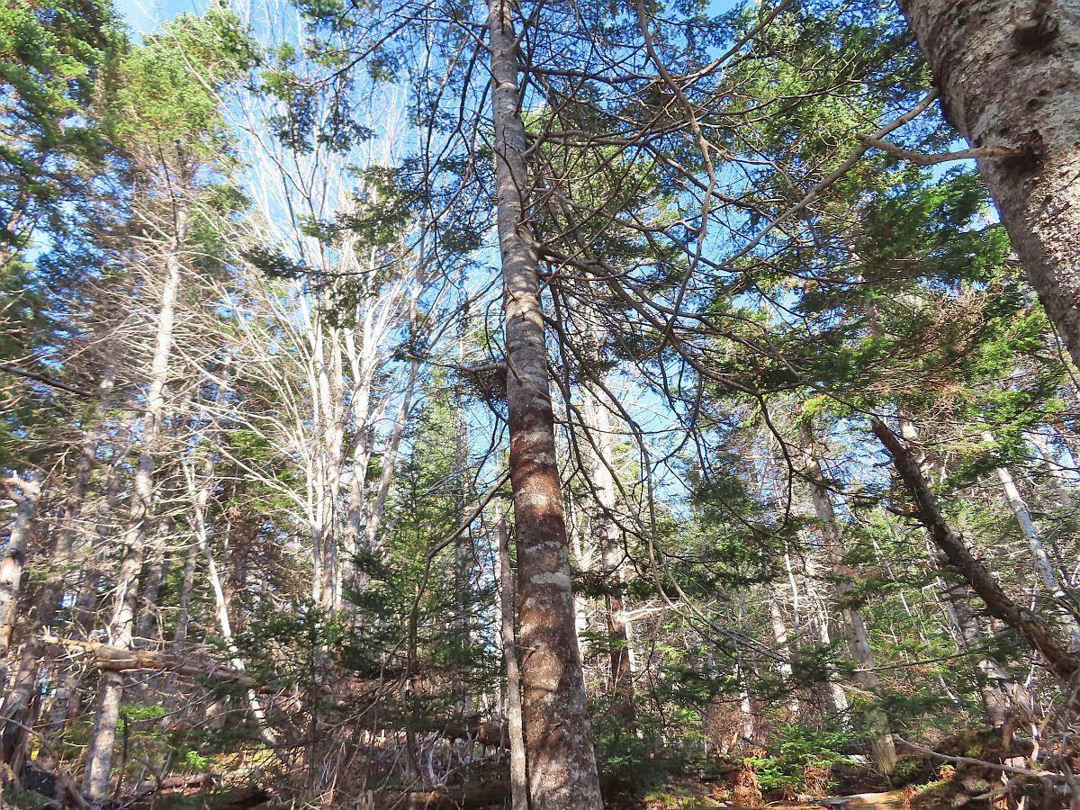 $95,000.00: 46 Acres Washabuck Road, Lower Washabuck