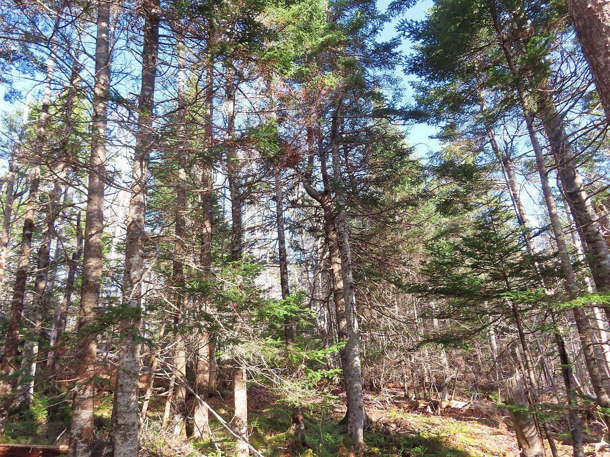 $95,000.00: 46 Acres Washabuck Road, Lower Washabuck