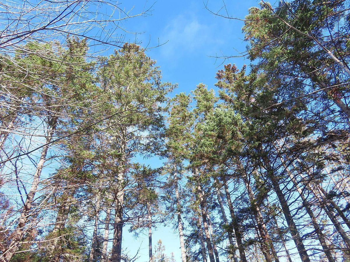 $95,000.00: 46 Acres Washabuck Road, Lower Washabuck