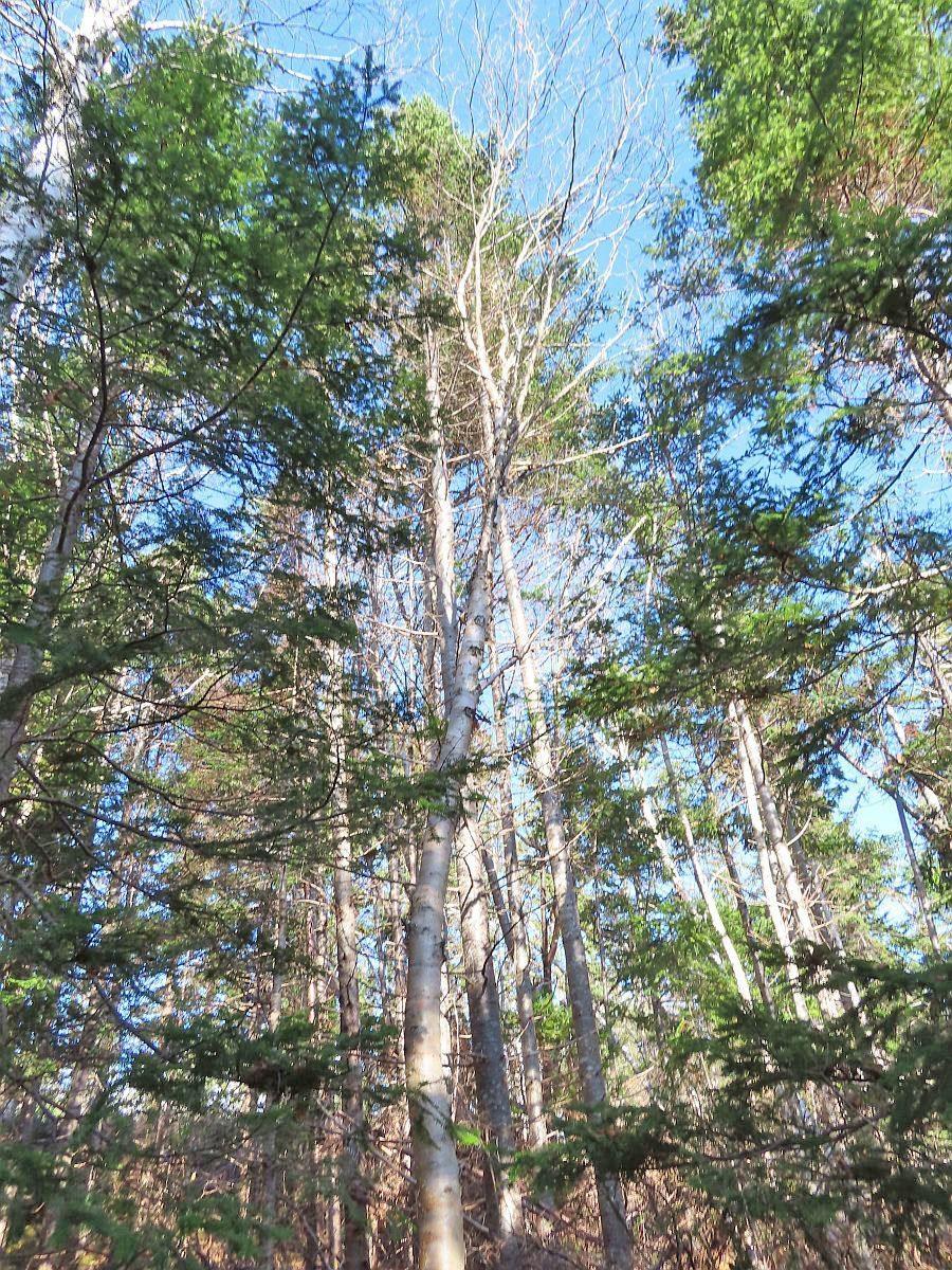 $95,000.00: 46 Acres Washabuck Road, Lower Washabuck