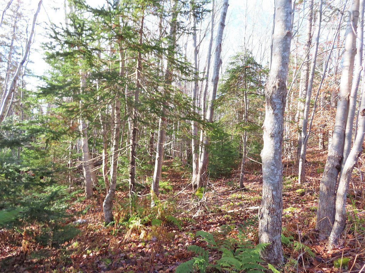 $95,000.00: 46 Acres Washabuck Road, Lower Washabuck