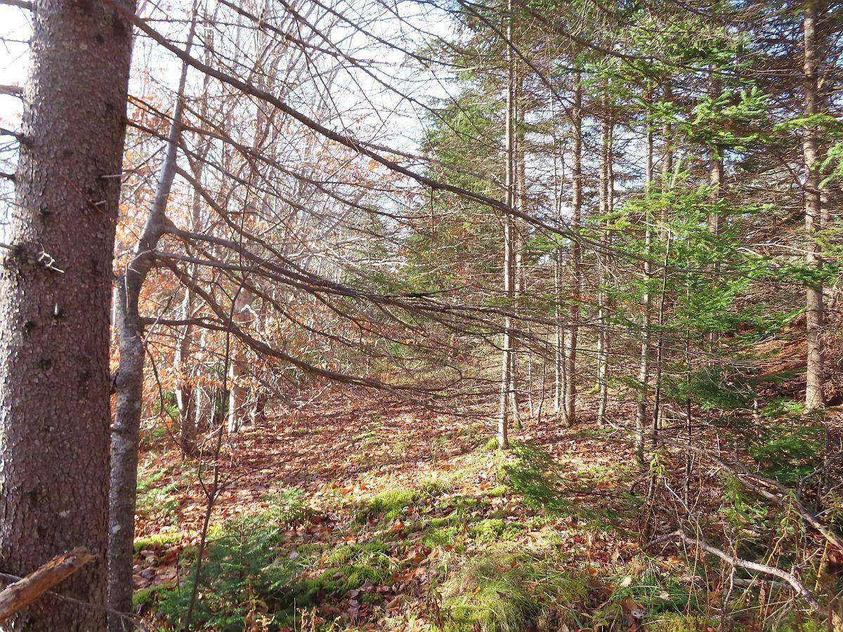 $95,000.00: 46 Acres Washabuck Road, Lower Washabuck