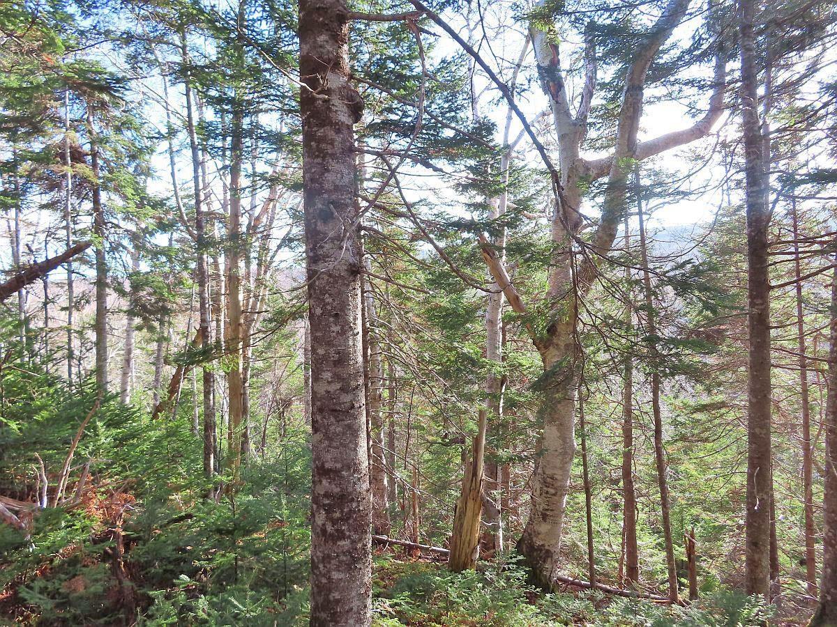 $95,000.00: 46 Acres Washabuck Road, Lower Washabuck