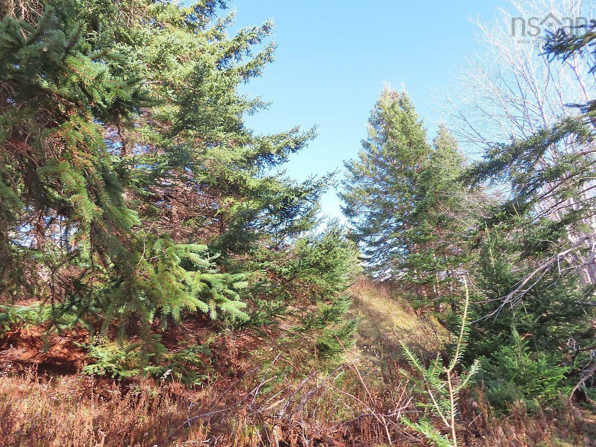 $95,000.00: 46 Acres Washabuck Road, Lower Washabuck