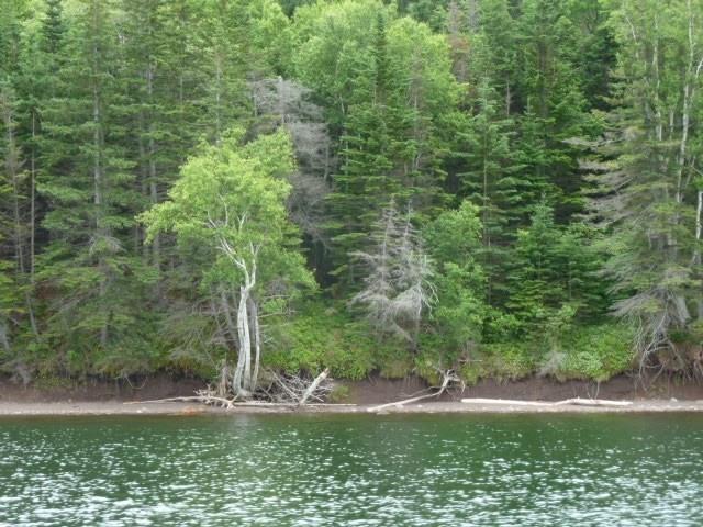 $95,000.00: 46 Acres Washabuck Road, Lower Washabuck