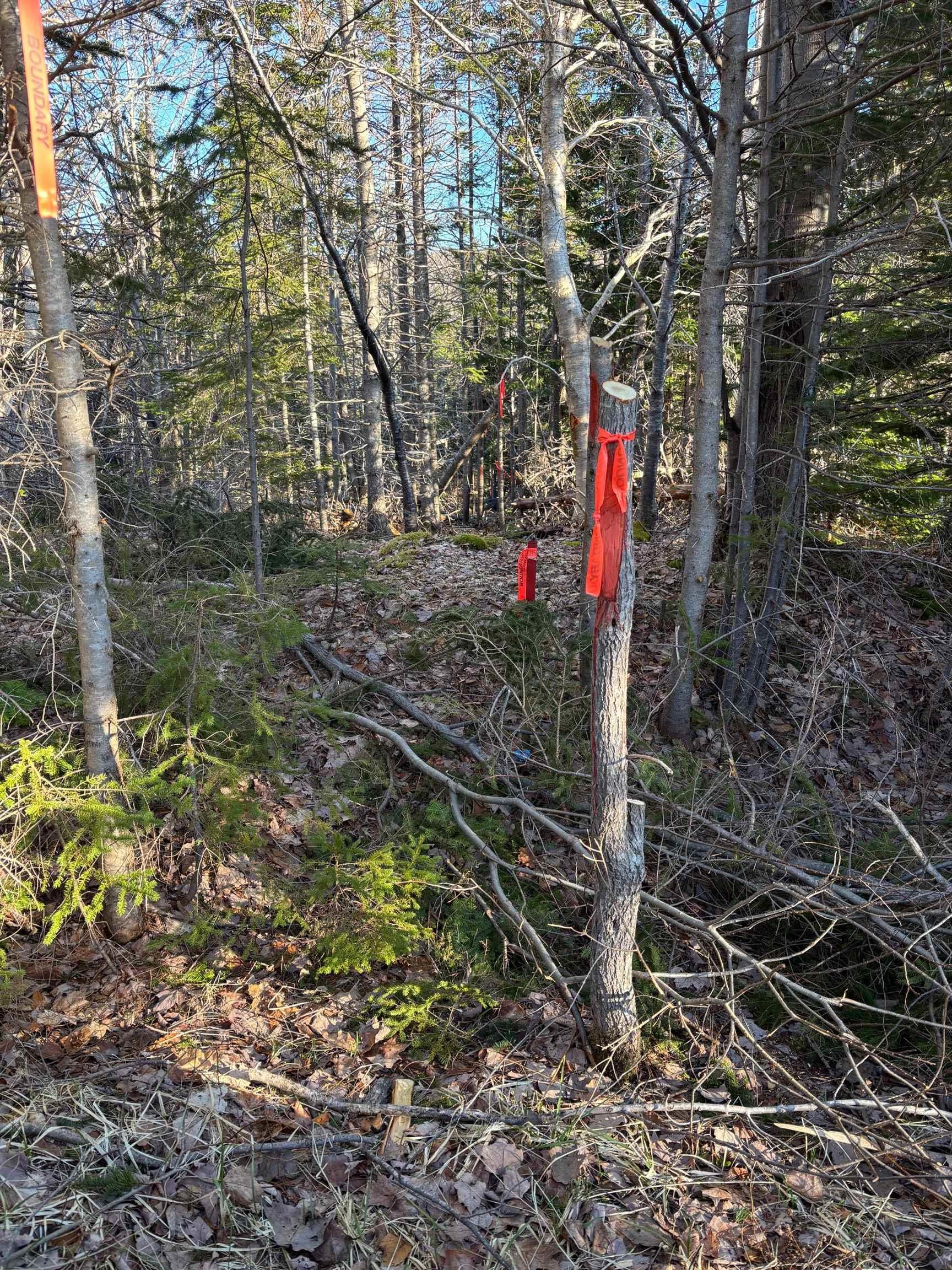 $95,000.00: 46 Acres Washabuck Road, Lower Washabuck