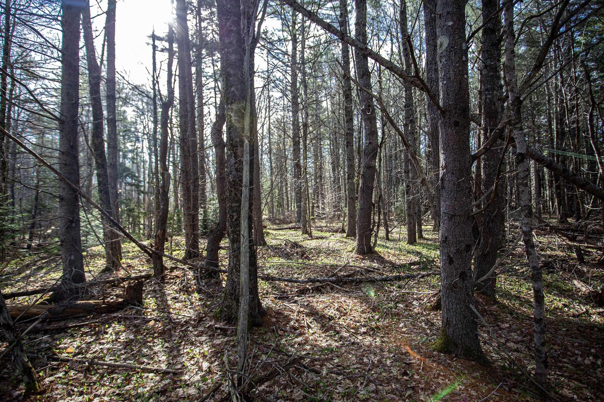 $67,500.00: Lot Middle Road, North Williamston
