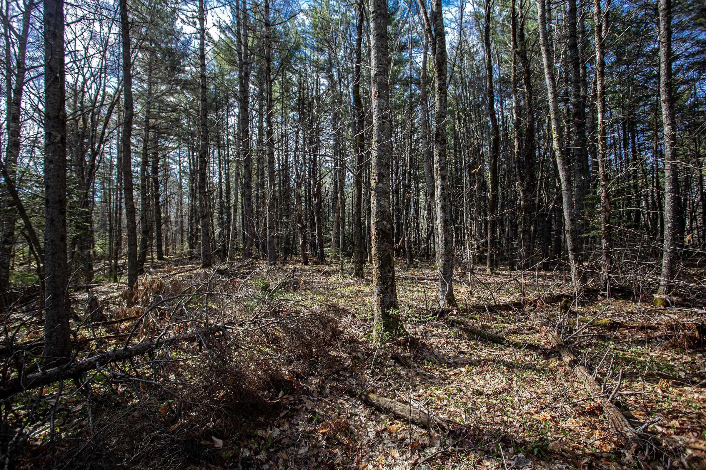 $67,500.00: Lot Middle Road, North Williamston