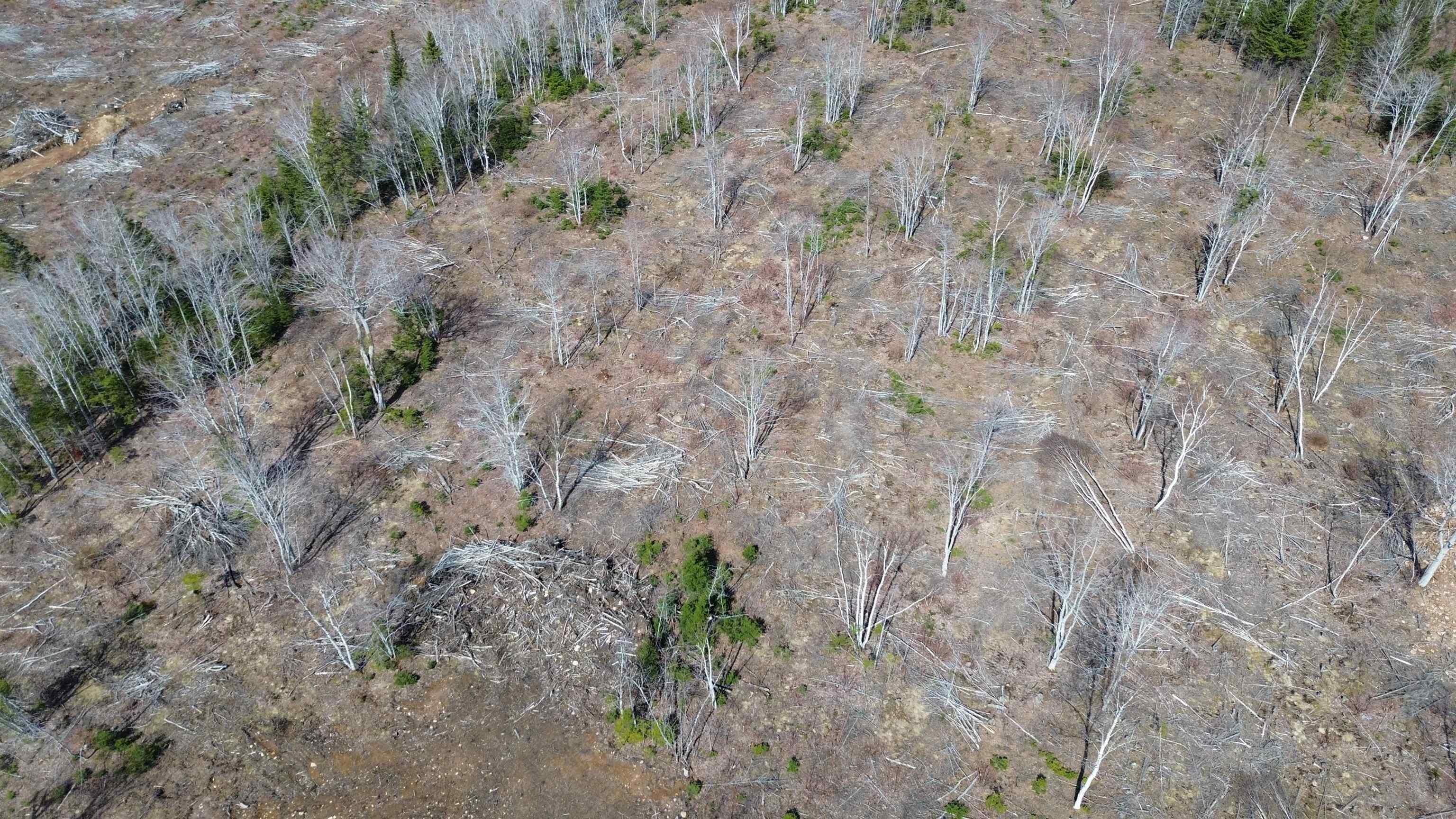 $55,000.00: LOT 2025-2 East Big Intervale Road, Rivulet