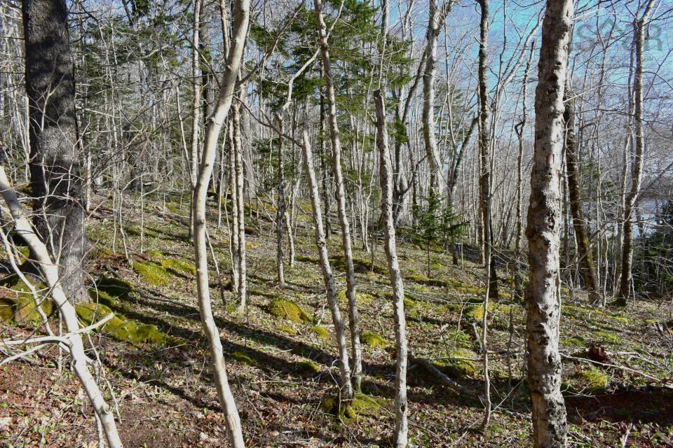 $45,000.00: Lot 1&2, Mood Road, Summerville