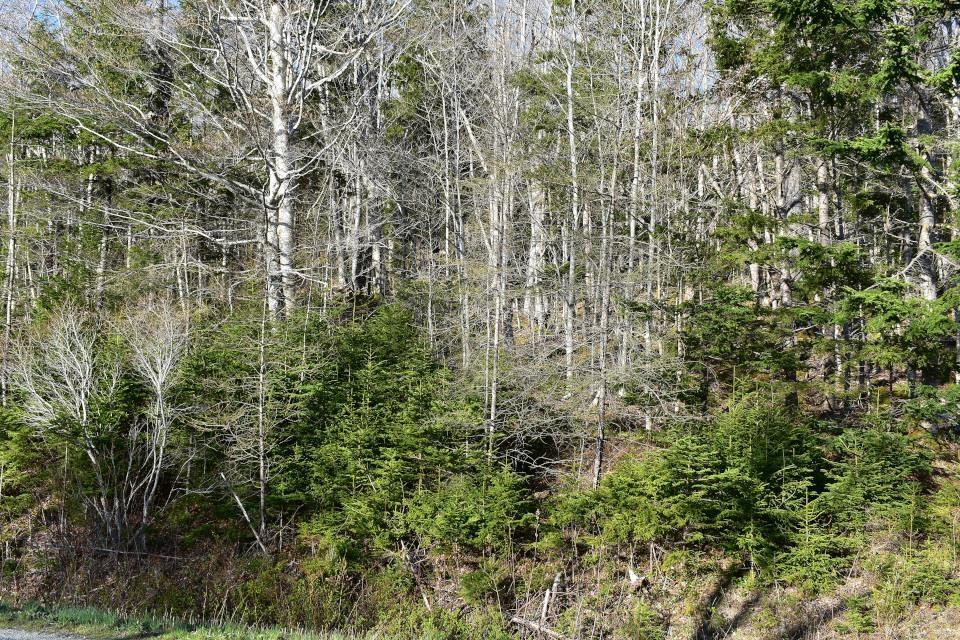 $45,000.00: Lot 1&2, Mood Road, Summerville