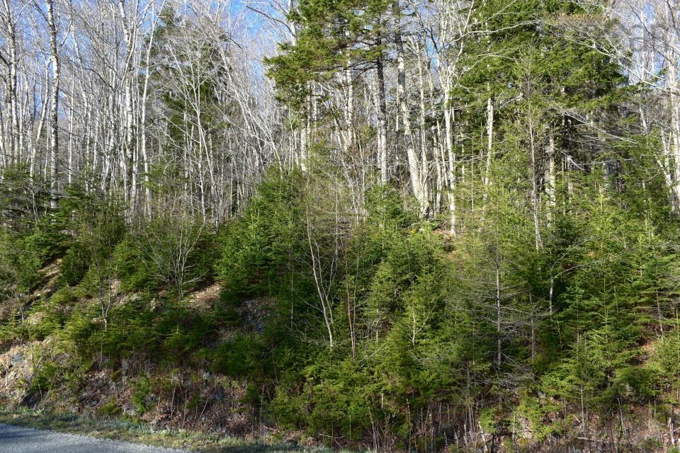 $45,000.00: Lot 1&2, Mood Road, Summerville