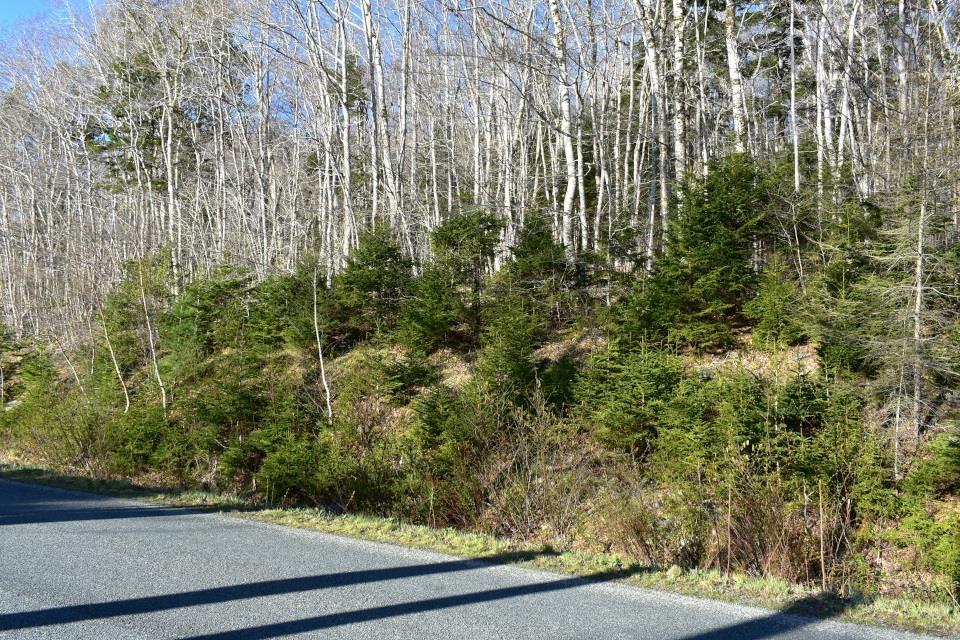 $45,000.00: Lot 1&2, Mood Road, Summerville