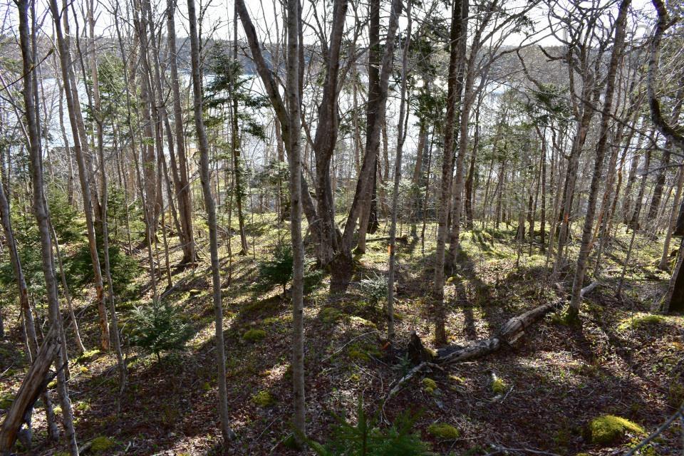 $45,000.00: Lot 1&2, Mood Road, Summerville