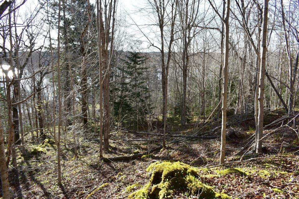 $45,000.00: Lot 1&2, Mood Road, Summerville