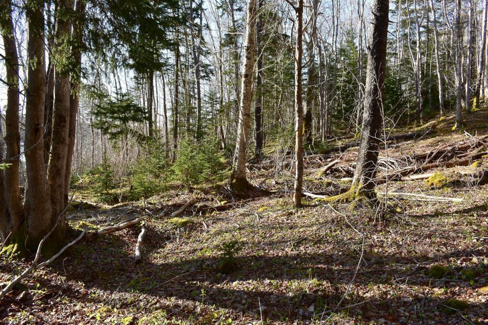 $45,000.00: Lot 1&2, Mood Road, Summerville