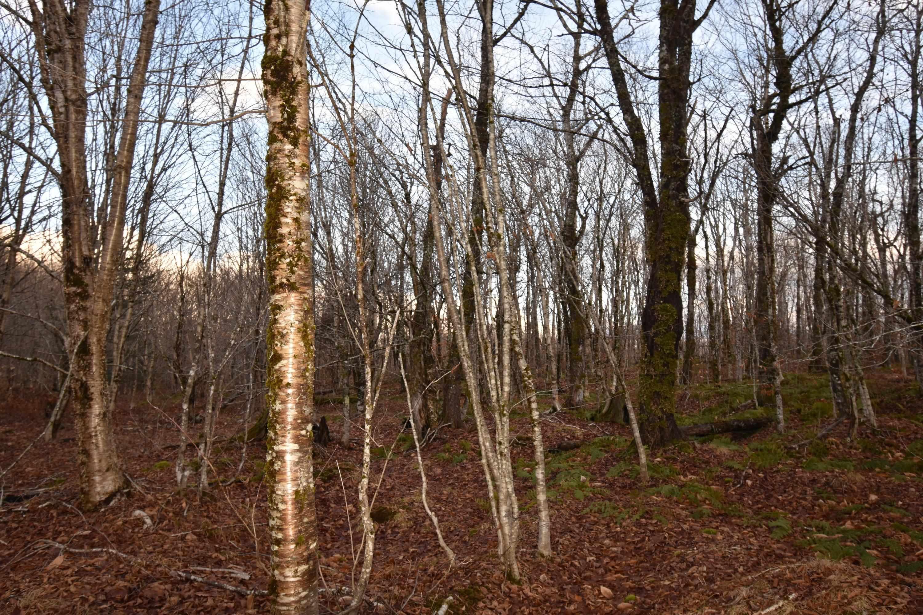 $69,000.00: 68B 320 NUTTBY ACRES Road, Upper North River