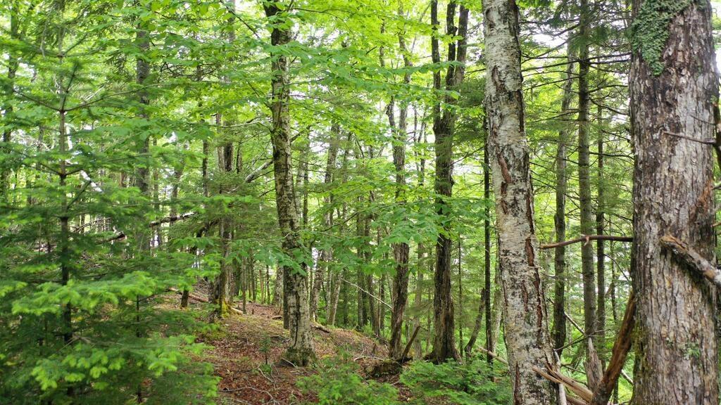 $59,900.00: Lot 13 Old Ellie Lane Lane, Brazil Lake
