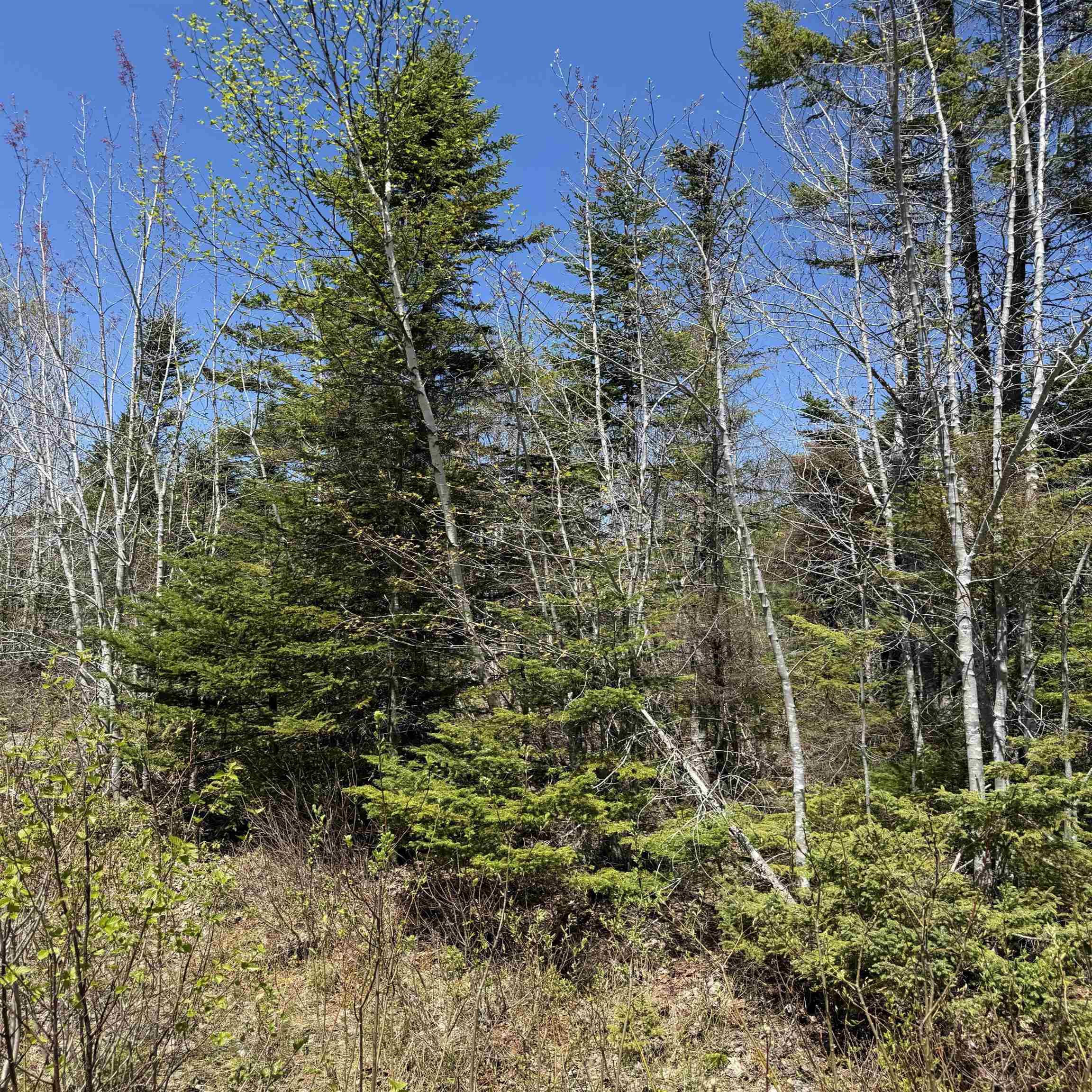 $84,900.00: Lot 22 Marble Mountain Road Road, South Side River Denys