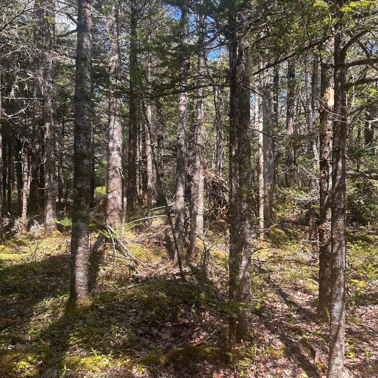 $39,900.00: Lot 16 Somerset Drive, East Sable River