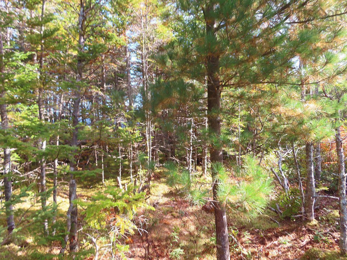 $52,000.00: Lot 30 Belfry Lake Road, Gabarus Lake