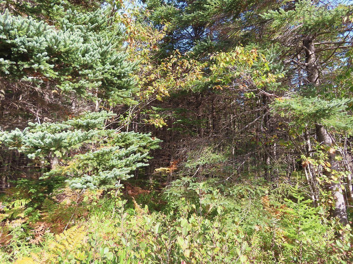 $52,000.00: Lot 30 Belfry Lake Road, Gabarus Lake