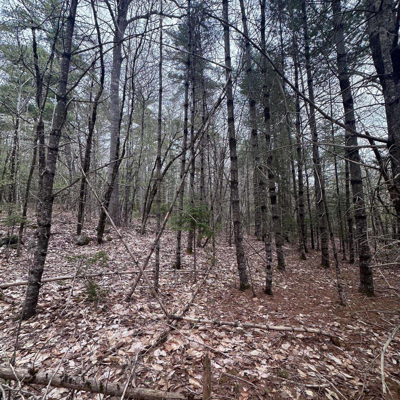 $28,000.00: Lot 10 Moose Pit Road, Westfield