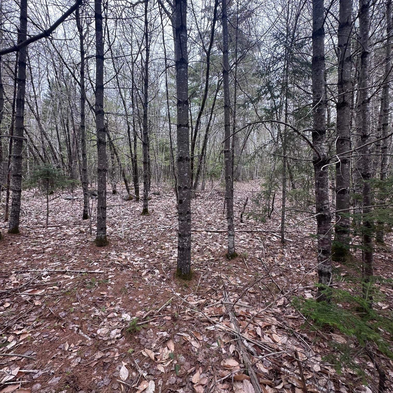 $28,000.00: Lot 10 Moose Pit Road, Westfield