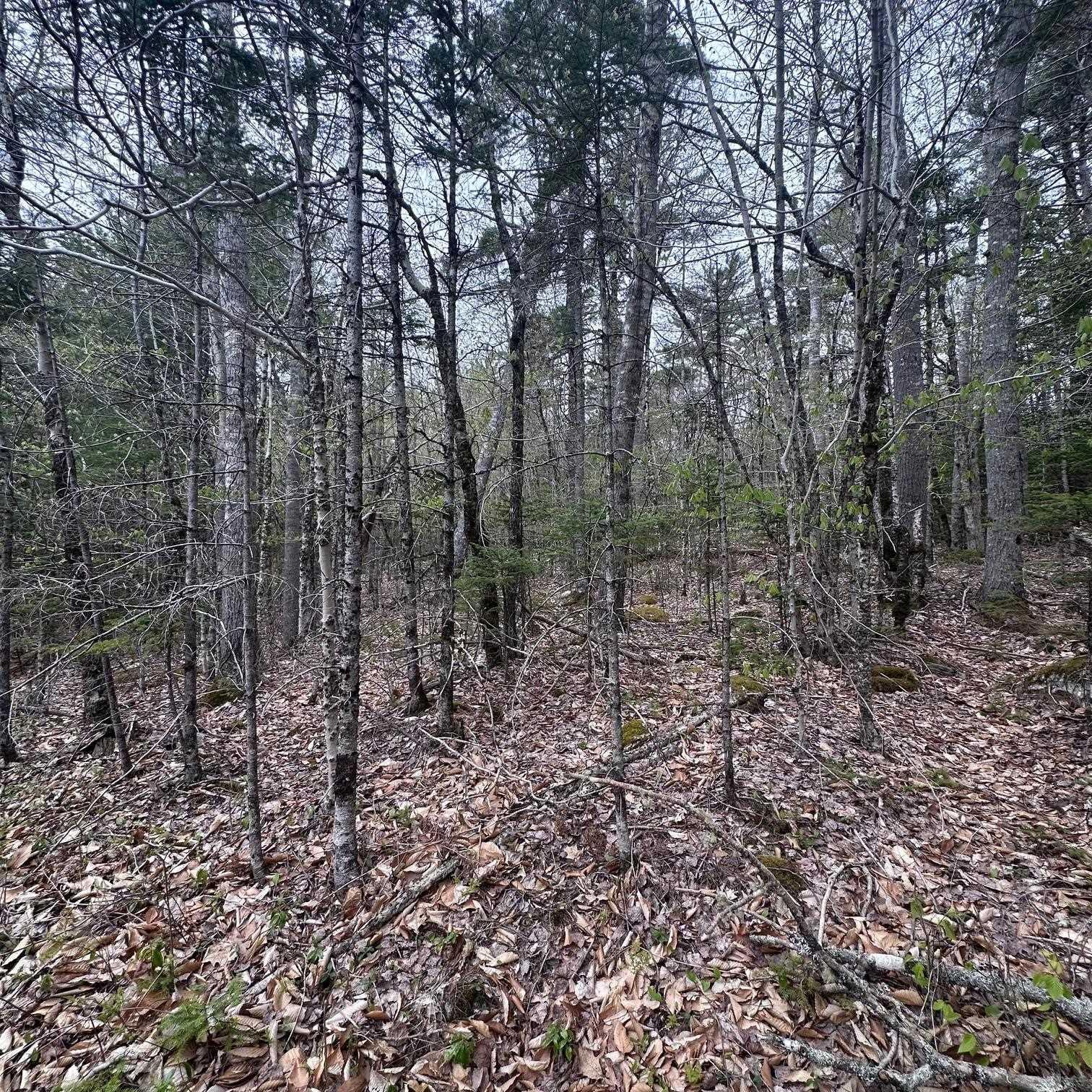 $28,000.00: Lot 10 Moose Pit Road, Westfield