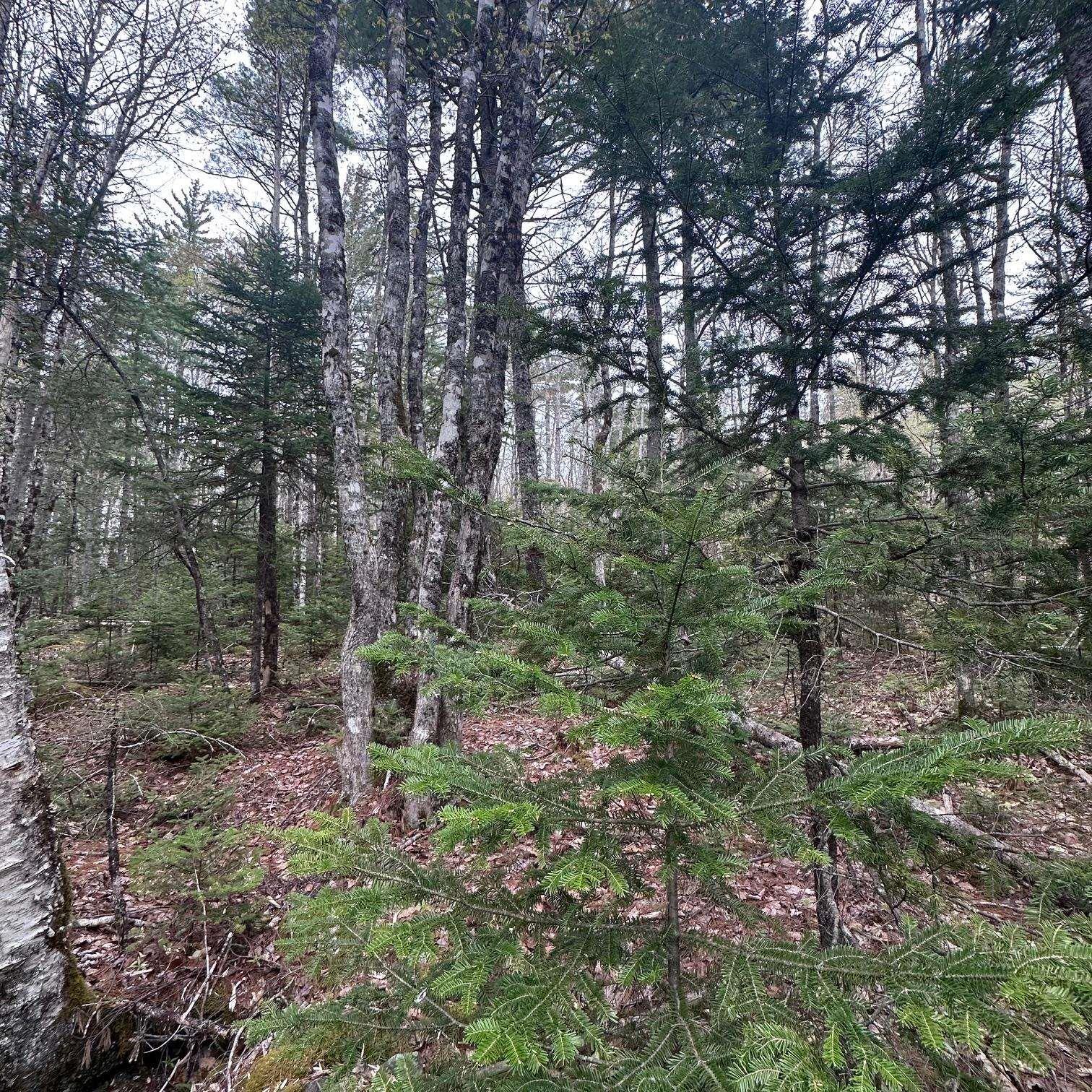 $28,000.00: Lot 10 Moose Pit Road, Westfield