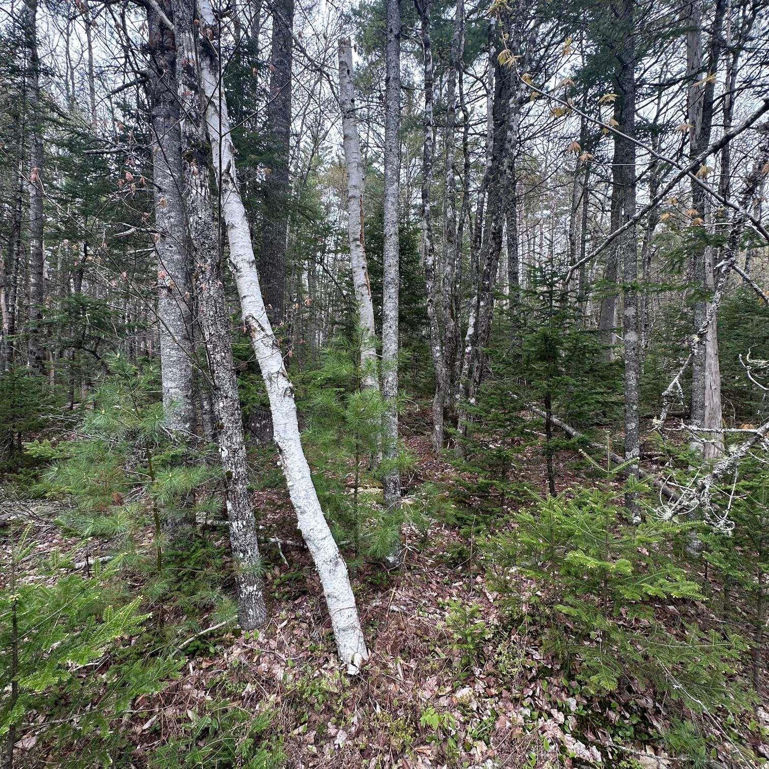 $28,000.00: Lot 10 Moose Pit Road, Westfield