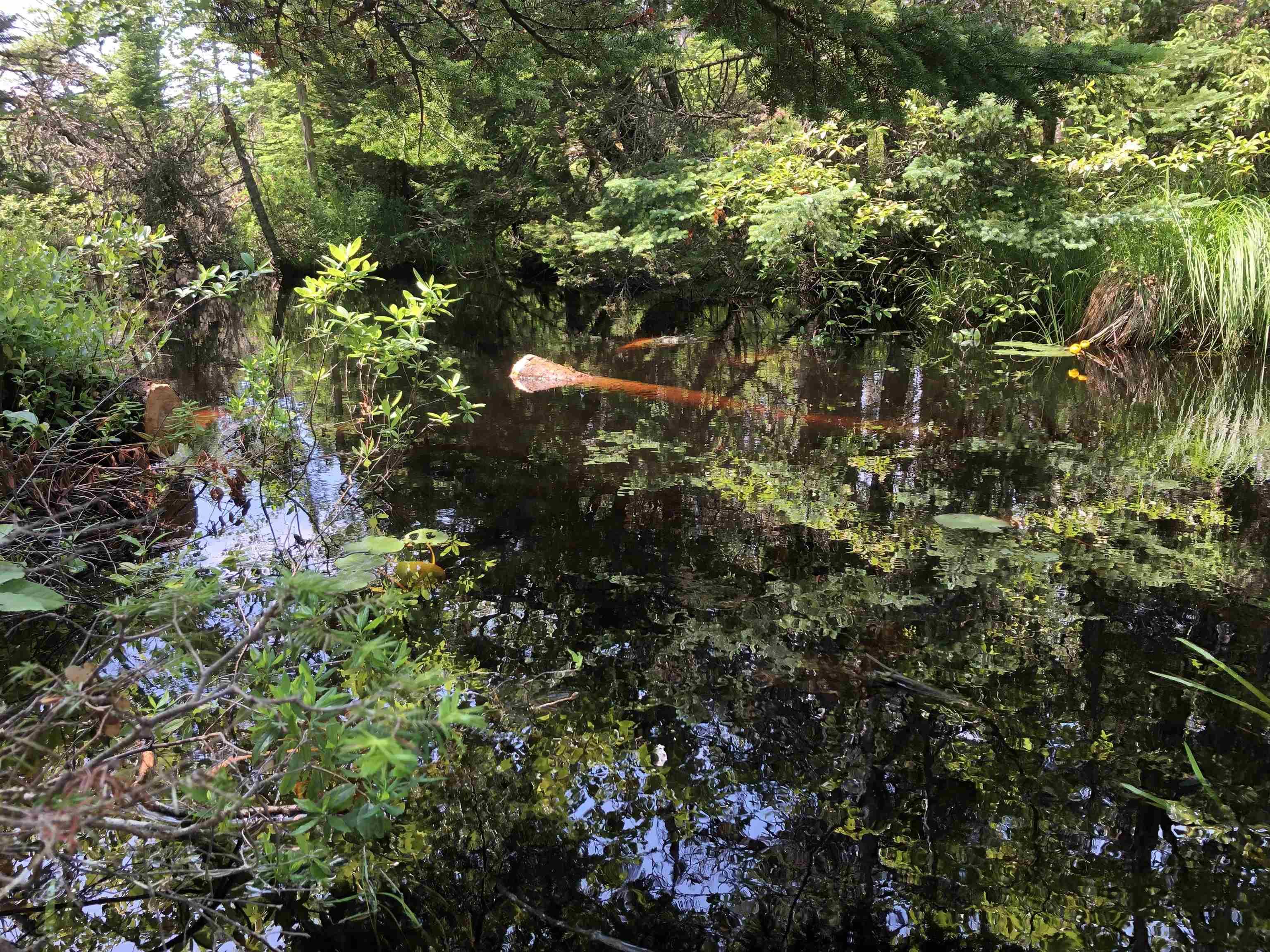 Lot 38 343 Portovista Lane, Portuguese Cove, NS (MLS 202612592)